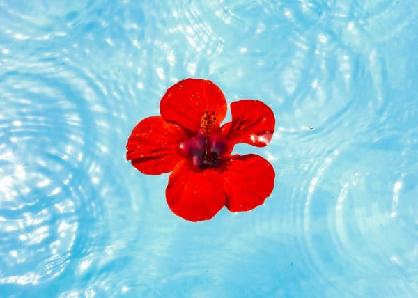 What is "Web Presence?"- A Guide for Pool Care Professionals